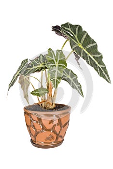 Alocasia sanderiana in a pot on a white background isolated.