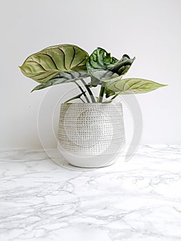 Alocasia silver dragon or silver jewel alocasia in a white planter against a white background