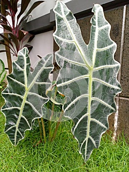 Alocasia & x28; taro amazons & x29; plant