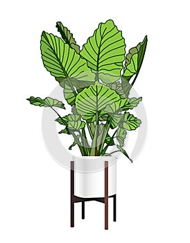 Alocasia. A trendy houseplant. Modern flower pot. Plant vase. Plant growing. Vector illustration
