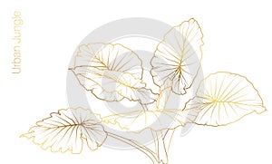 Alocasia, tropical plant leaves. Gold line art.