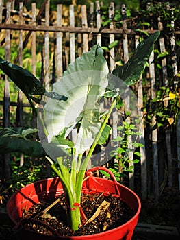Alocasia verigated plant in pot for decorate house and garden photo