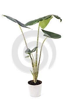 Alocasia zebrina in studio