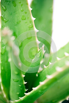 Aloe