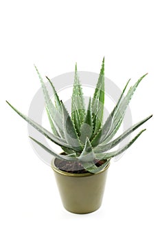 Aloe