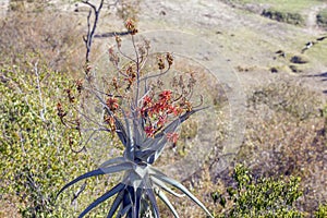 Aloe