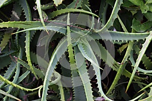 Aloe