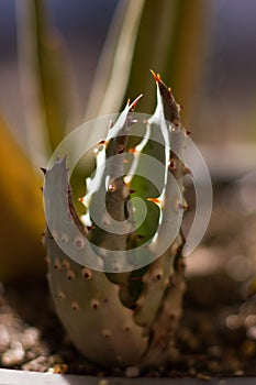 Aloe aculeata Succulent Macro