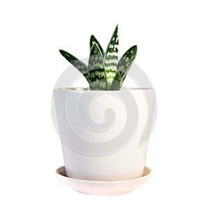 Aloe Aloe variegata in a white pot, isolated on a white background. home potted succulents