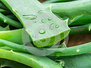 Aloe or Aloe vera fresh leaves and slices on white background