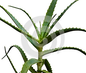 Aloe arborescens photo