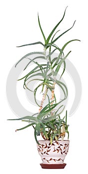 Aloe arborescens photo