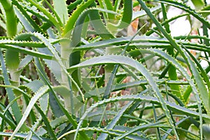 Aloe arborescens asphodelaceae flower closeup photo