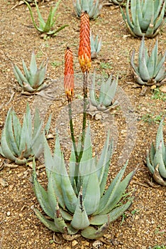 Aloe arborescens photo