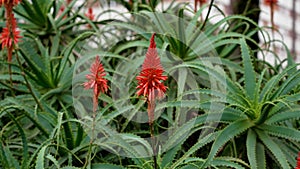 Aloe arborescens flowering plant with beautiful red flower