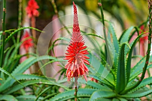 Aloe arborescens flowering plant with beautiful red flower