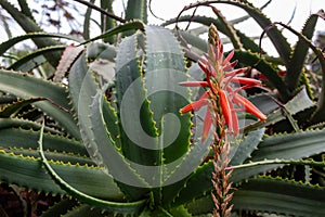 Aloe arborescens flowers