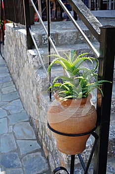 Aloe arborescens grows in a hanging flower pot in August. Rhodes Island, Greece