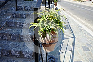 Aloe arborescens grows in a hanging flower pot in August. Rhodes Island, Greece