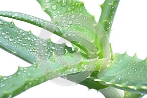 Aloe arborescens isolated on white photo