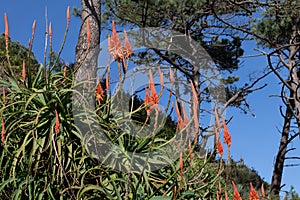 Aloe arborescens, the krantz aloe or candelabra aloe plant