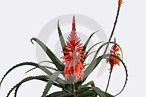 Aloe arborescens (krantz aloe or candelabra aloe) plant with flowers,  isolated on a white background