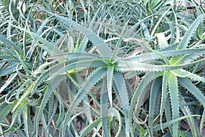 Aloe Arborescens Mill Xanthorrhoeaceae Candelabra Aloe