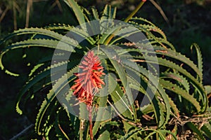 Aloe arborescens red flower