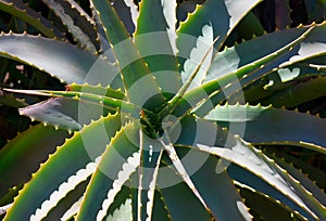 Aloe arborescens succulent plant leaves close up.Floral background for design.Tropical plants concept.