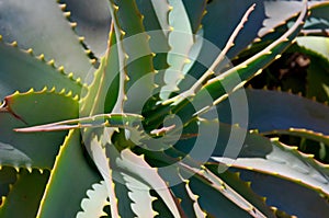 Aloe arborescens succulent plant leaves close up.Floral background for design.Tropical plants concept.