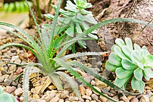 Aloe arborescens and tiny succulents or cactus in desert botanical garden and stone pebbles background