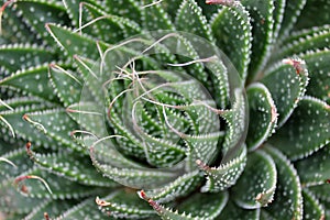 Aloe Aristata