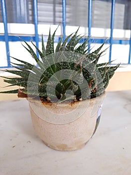 Aloe aristata or Aristaloe aristata in a vase, isolated on a table.