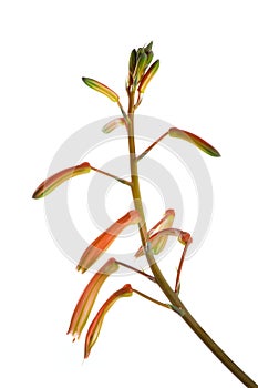 Aloe aristata flower