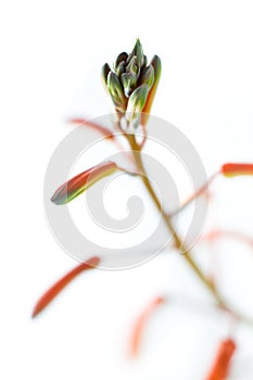 Aloe aristata flower