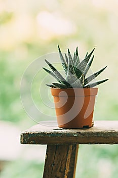 Aloe aristata in a pot outdoors.