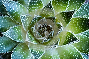 Aloe aristata Succulent Plant abstract details