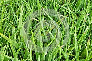 Aloe barbadensis or aloe vera