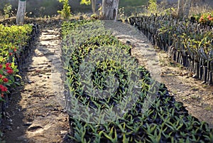 Aloe barbadensis or aloe vera pattern or Aloe is a cactus-like plant that grows in hot, dry climates.
