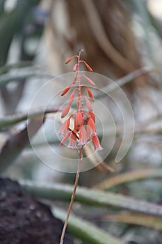 Aloe Bellatula Reynolds, The Botanical Garden of Rome Museo Orto Botanico di Roma