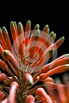 Aloe bloom close up