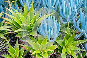 Aloe and Blue Chalk Sticks Senecio serpens plants - contrasting green floral background