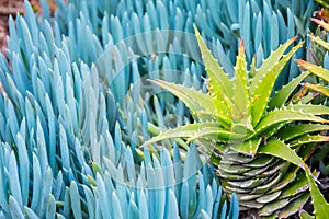 Aloe and Blue Chalk Sticks Senecio serpens plants - contrasting green floral background