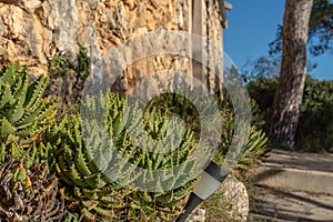 Aloe brevifolia plant in the garden of a house