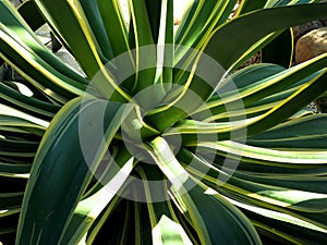 Aloe Brevifolia Or Short Leaved Aloe