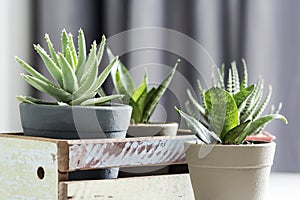 Aloe brevifolia succulent and snake plant in living room