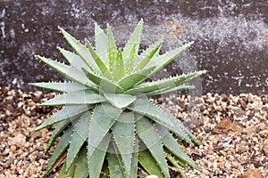 Aloe brevifolia, a type of shortleaf aloe plant