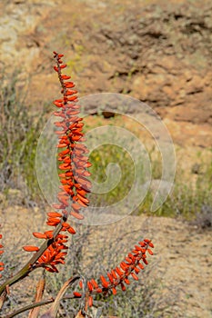 Aloe Brunnthaleri, Juttae, Microstigma is a Floriferous Aloe with cheerful flowers blooming at Boyce Thompson Arboretum, Superior,