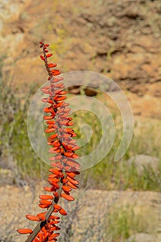 Aloe Brunnthaleri, Juttae, Microstigma is a Floriferous Aloe with cheerful flowers blooming at Boyce Thompson Arboretum, Superior,