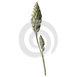 Aloe bud on stem green brown earthy colors watercolor botanical illustration for backgrounds, cards, product packaging and